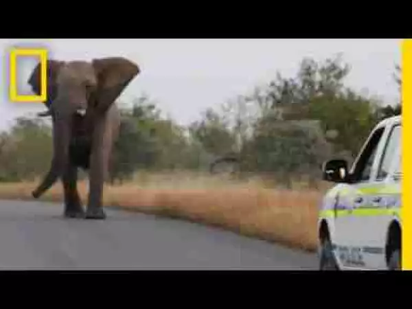 Video: Watch: This Charging Elephant Is Probably Just Having Fun | National Geographic